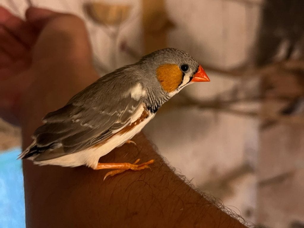 Zebra finch sitting on arm
