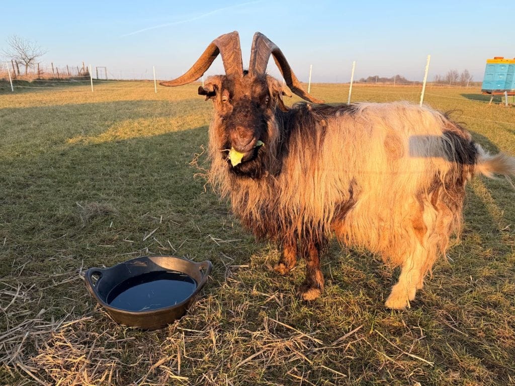Goat at the Animal Sanctuary in Poland